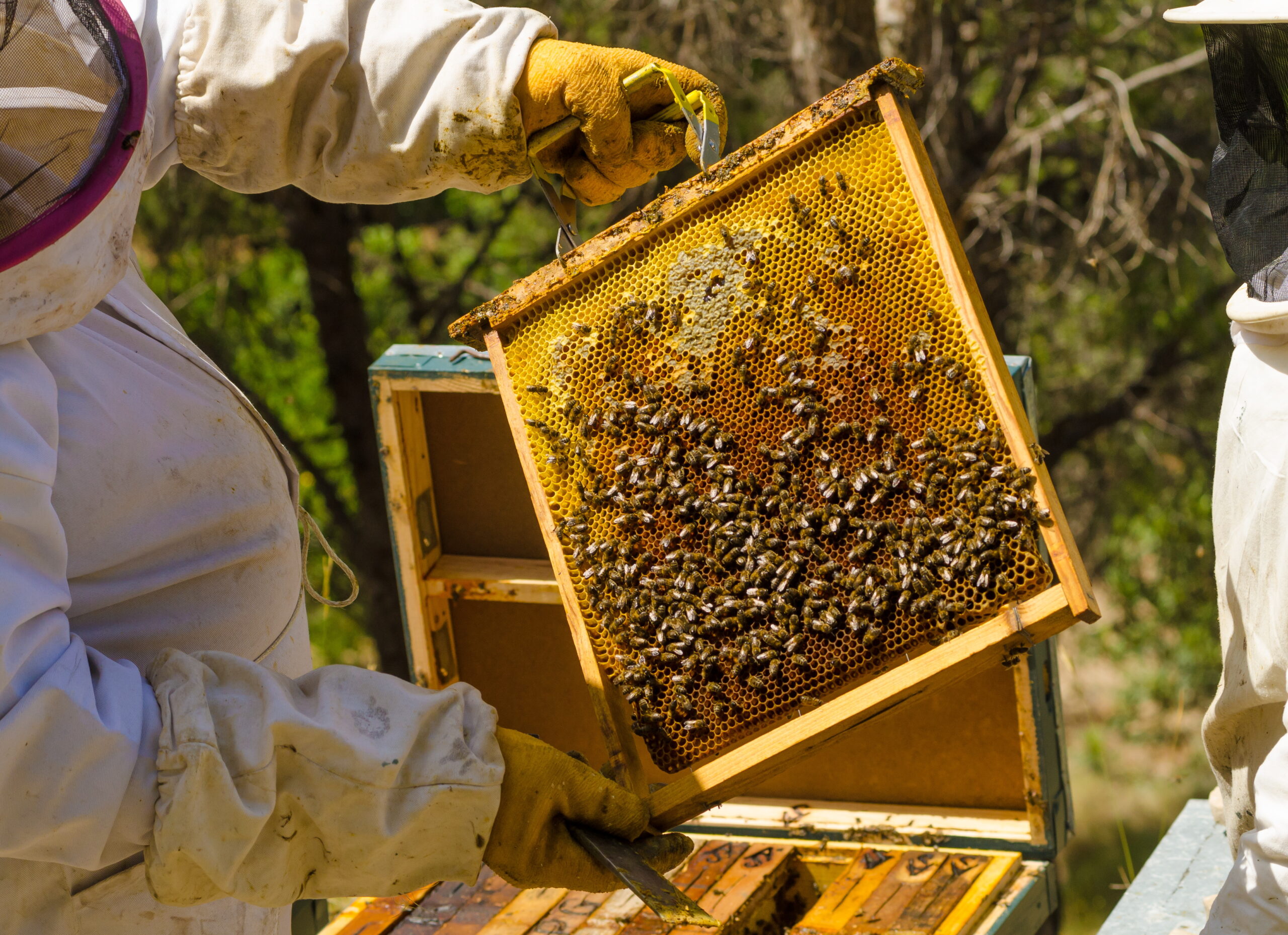 On-Site Apiary