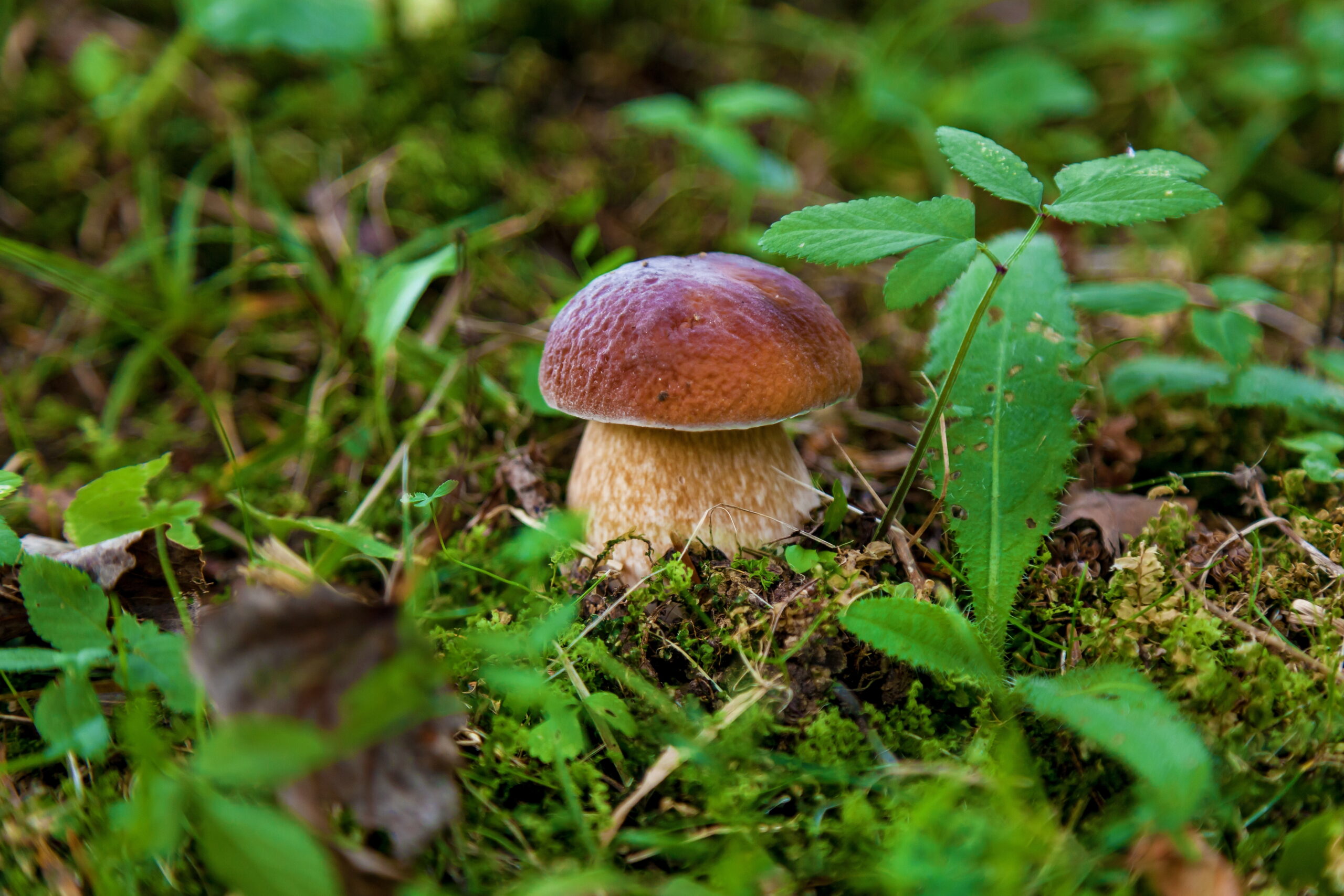 Mushroom Foraging & Dining